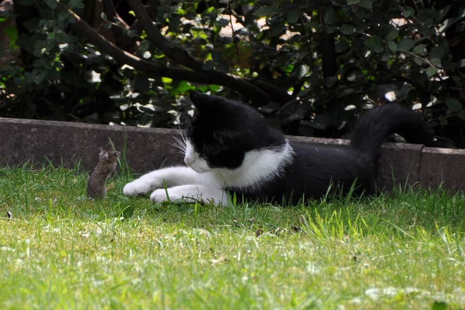 Katzenklappe Mit Mauserkennung Eine Clevere Erfindung