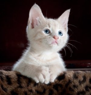 katze an katzenklappe gewähnen