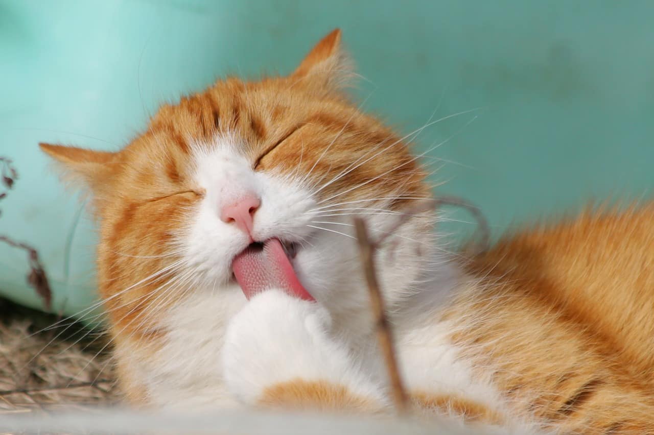 SureFlap Katzenklappe mit Chip